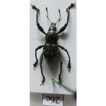 Metapocyrtus sp. Heller, 1912 male Philippines26c